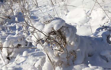 Image showing Snow covered field