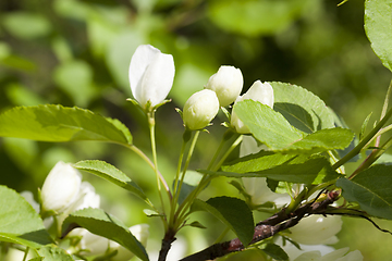 Image showing buds of apple