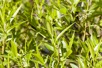 Image showing Spring green forest