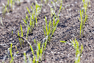 Image showing new crop of wheat