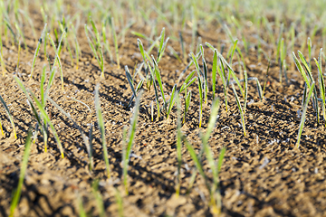 Image showing new crop of wheat