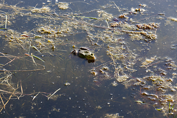 Image showing swamp green frog