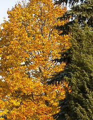 Image showing autumn forest