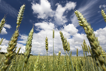 Image showing young wheat