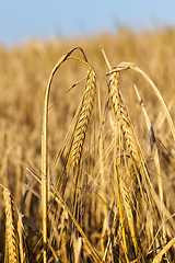 Image showing ripe cereal