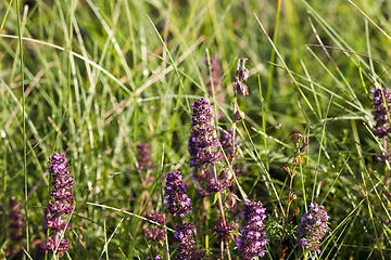 Image showing wild flower