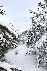 Image showing Forest in winter