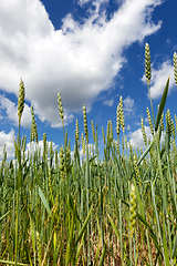 Image showing green wheat