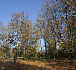 Image showing Yellow maple foliage