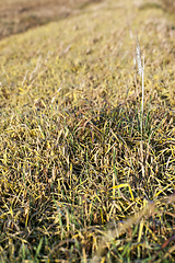 Image showing sprouts of wheat