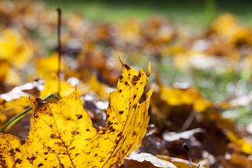 Image showing Yellow foliage