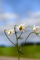 Image showing chamomile flowers