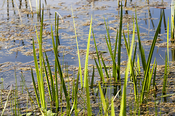 Image showing grass on swamp