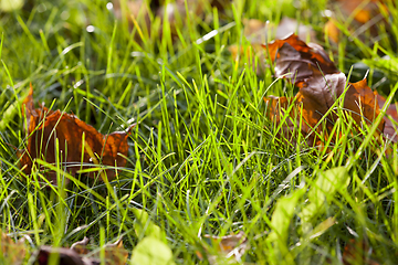 Image showing maple leaves