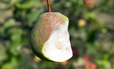 Image showing Half eaten pear