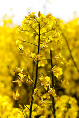 Image showing rapeseed field