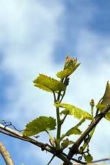 Image showing young grapes