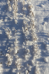 Image showing Snow covered field