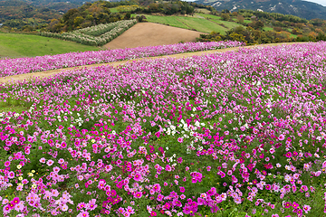 Image showing Cosmos Flowers