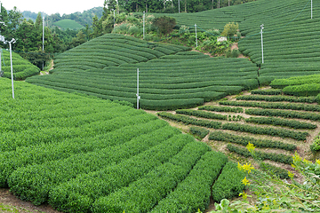 Image showing Green Tea plantation 