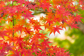 Image showing Autumn Leaves