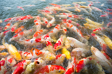 Image showing Feeding Carp fish in pond