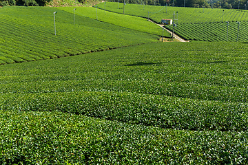 Image showing Tea plantation