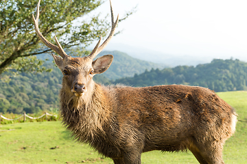 Image showing Stag deer