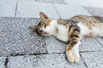 Image showing Street cat