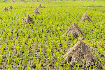 Image showing Paddy Rice field