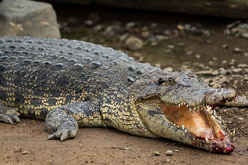 Image showing Crocodile getting injuried 