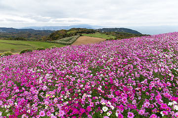 Image showing Cosmos flowers in the garden