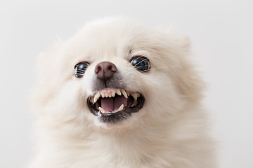 Image showing Pomeranian angry