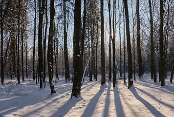 Image showing Old deciduous forest in sunny winter day