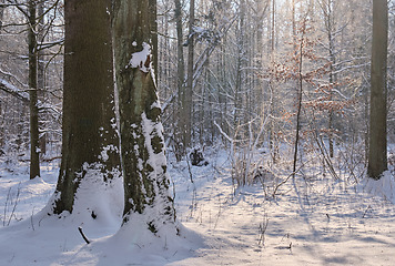 Image showing Trees snow wrapped blizzard after