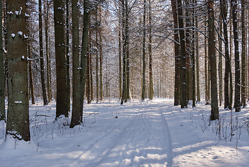 Image showing Wintertime landscape of snowy deciduous stand