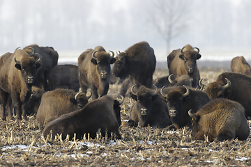 Image showing European bison (Bison bonasus) herd