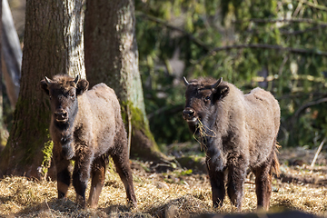 Image showing Two European Cison(Bison bonasus) calves in sunlight