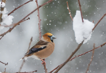 Image showing Hawfinch (Coccothraustes coccothraustes) in snowfall