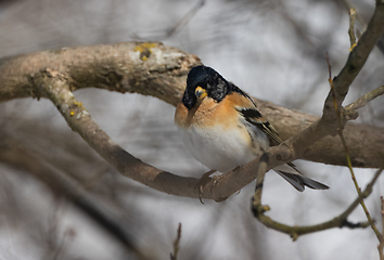 Image showing Brambling (Fringilla montifringilla) in springtime sun