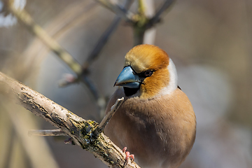 Image showing Juvenile Wawfinch (Coccothraustes coccothraustes) close-up