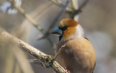 Image showing Juvenile Wawfinch (Coccothraustes coccothraustes) close-up