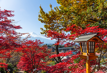 Image showing Red maple tree and mount Fuji in Japan