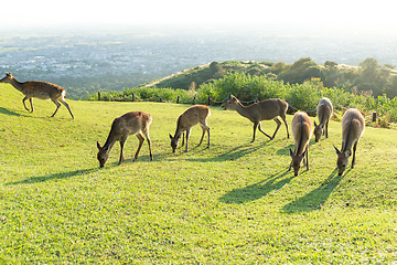 Image showing Group of Deer