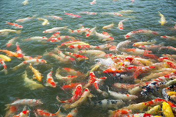 Image showing Koi fish in pond 