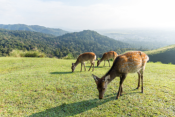 Image showing Group of deer eating grass