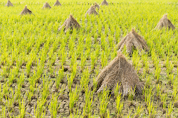 Image showing Paddy rice field