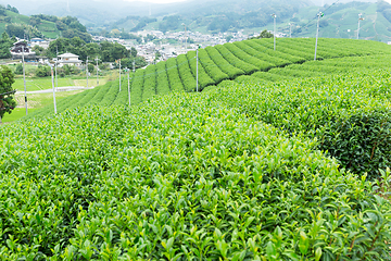 Image showing Fresh Green Tea farm