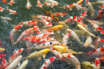 Image showing Feeding crap fish