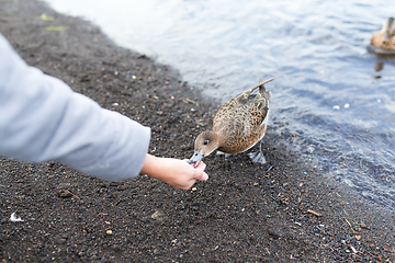 Image showing Feeding duck at lake side